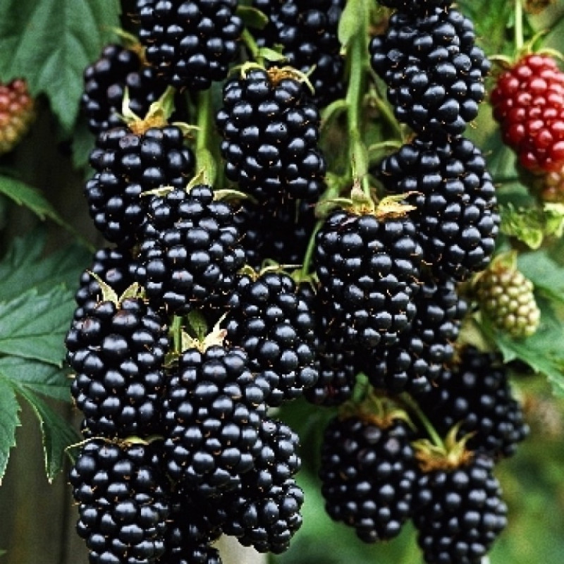 Ежевика "Торнфри"