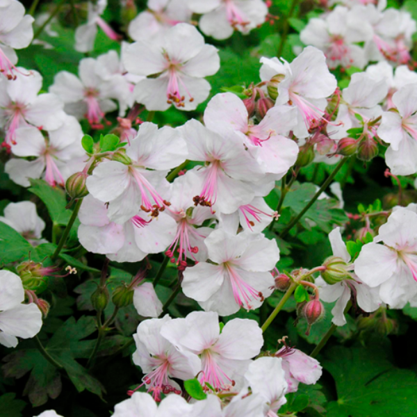 Герань кембриджская "Биоково"