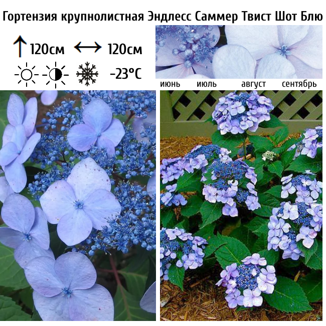 Гортензия крупнолистная "Эндлесс Саммер Твист Шот Блю"