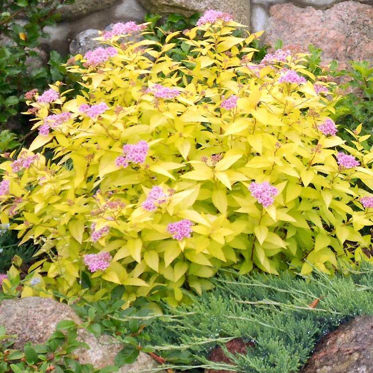 Спирея японская "Голден Принцесс"