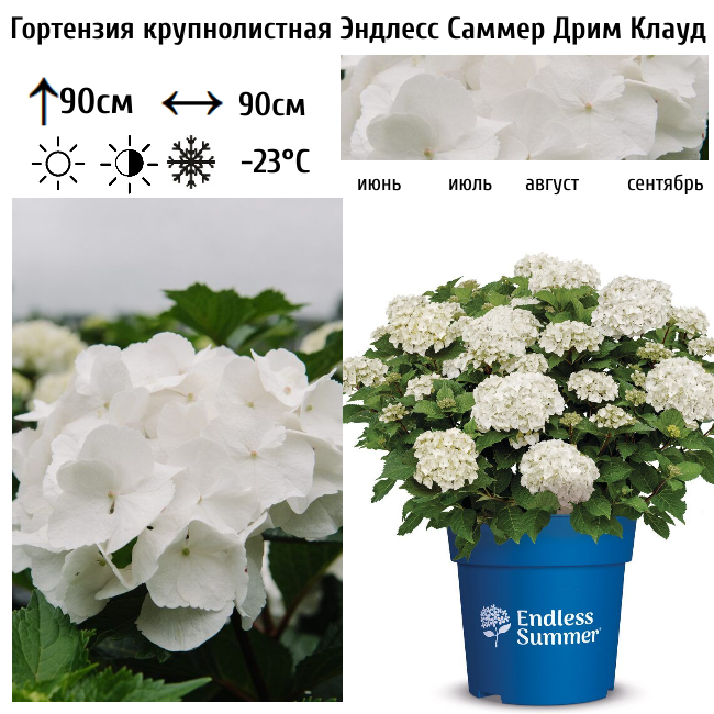 Гортензия крупнолистная "Эндлесс Саммер Дрим Клауд"