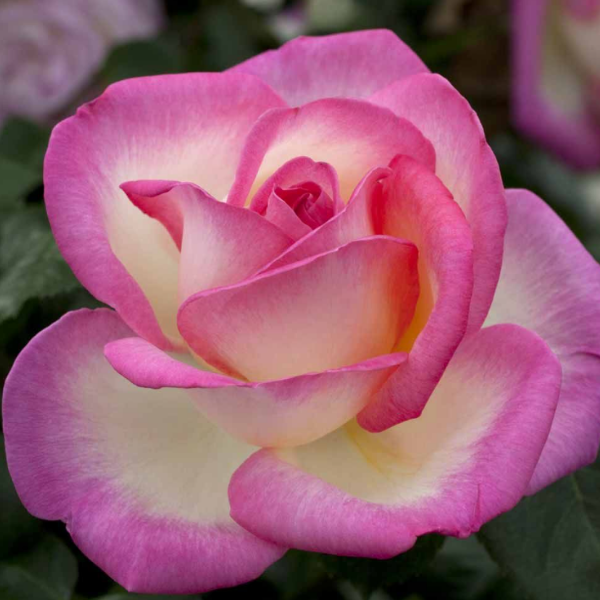 Роза чайно-гибридная "Princesse de Monaco"