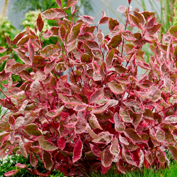 Дерен белый "Миракл"