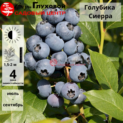 Голубика "Сиерра"