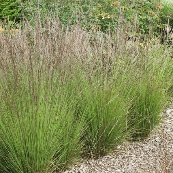 Молиния голубая "Эдит Дадзус"