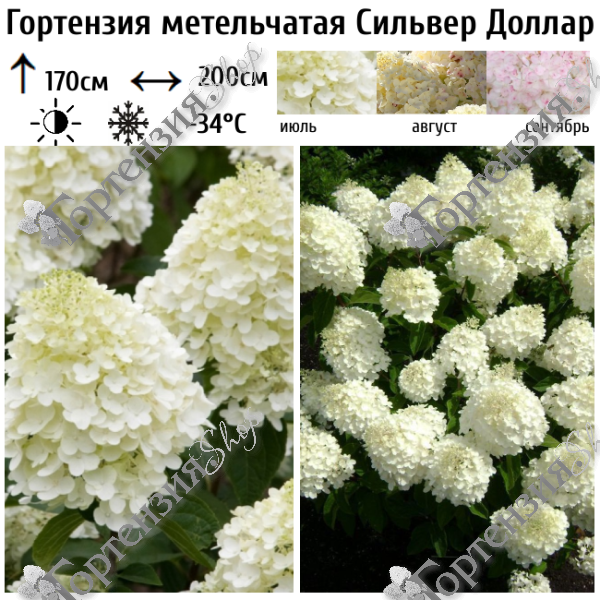 Гортензия метельчатая "Сильвер Доллар"