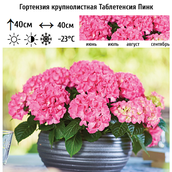 Гортензия крупнолистная "Таблетенсия Пинк" 