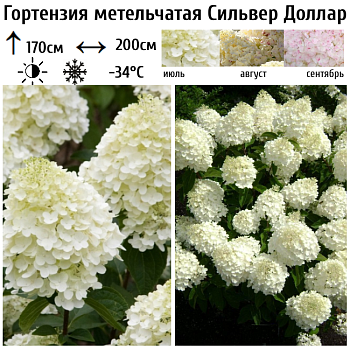 Гортензия метельчатая "Сильвер Доллар" 
