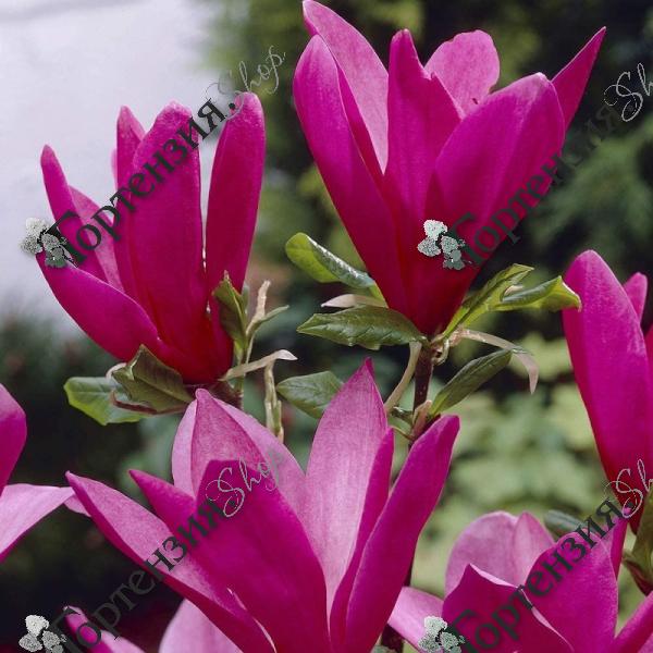 Магнолия гибридная "Сьюзан"