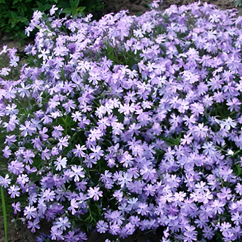 Флокс шиловидный "Г.Ф.Уилсон" 