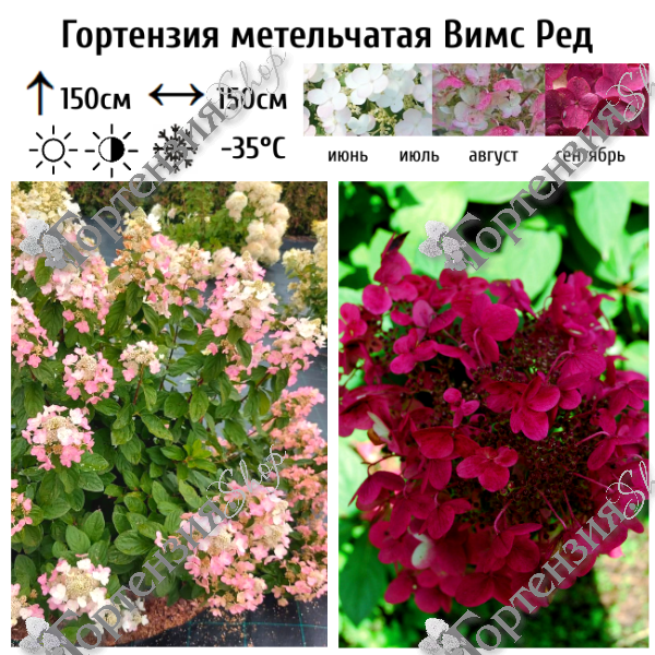 Гортензия метельчатая "Вимс Ред"