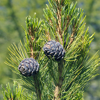 Сосна кедровая 