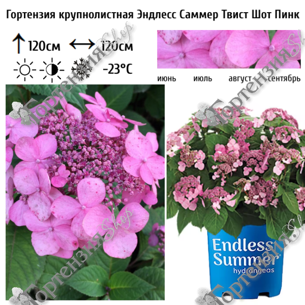 Гортензия крупнолистная "Эндлесс Саммер Твист Шот Пинк"