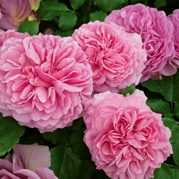 Роза флорибунда D.Austin "Princess Alexandra of Kent" 