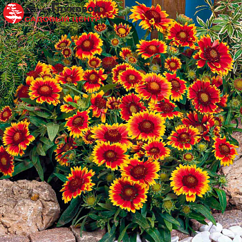 Гайллардия "Аризона Сан" 