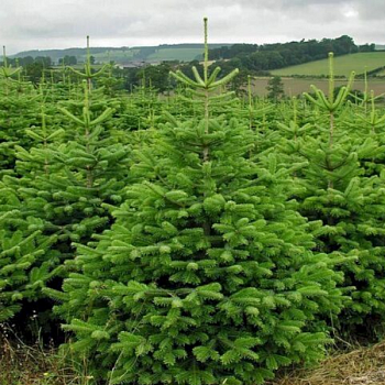 Пихта Нордмана "Добричовиц " 