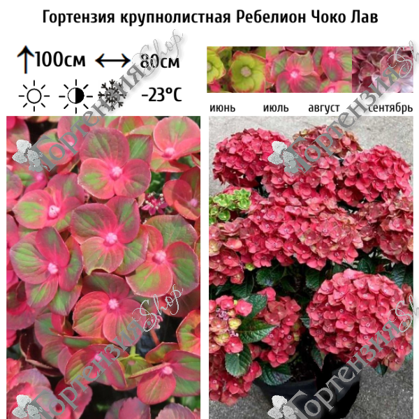 Гортензия крупнолистная "Ребелион Чоко Лав"