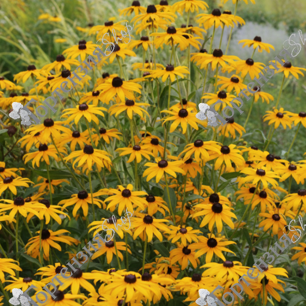 Рудбекия блестящая