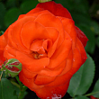 Роза флорибунда 