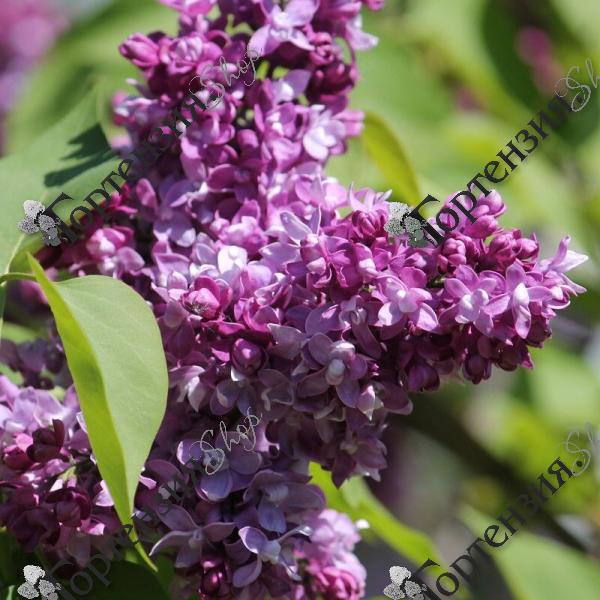 Сирень обыкновенная "Изобилие"