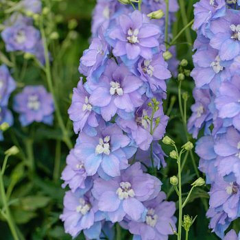Дельфиниум "Шелби" 