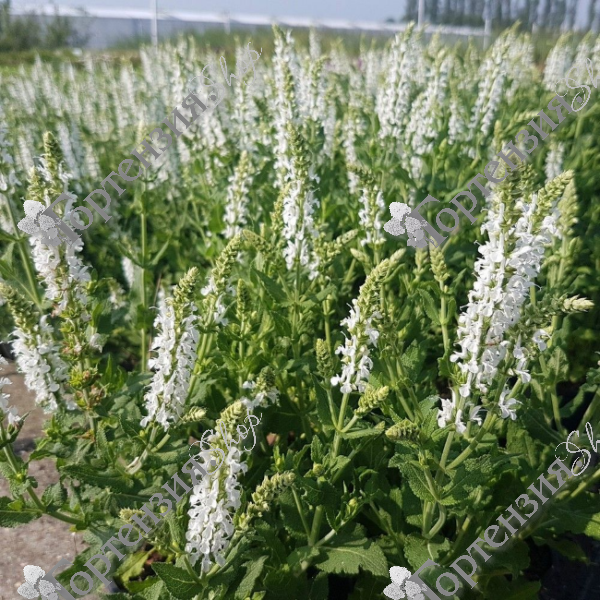 Котовник фассена "Альба"