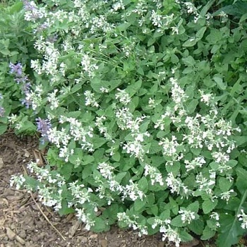 Котовник фассена "Сноуфлейк" 