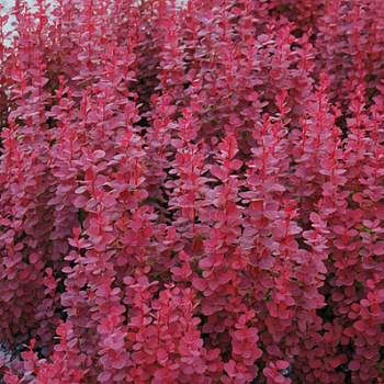 Барбарис Тунберга "Ред Рокет" 