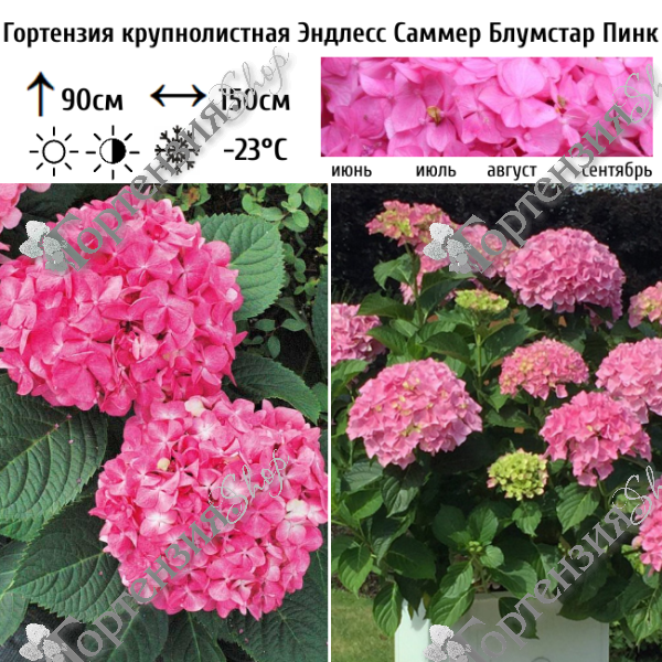 Гортензия крупнолистная "Эндлесс Саммер Блумстар Пинк"