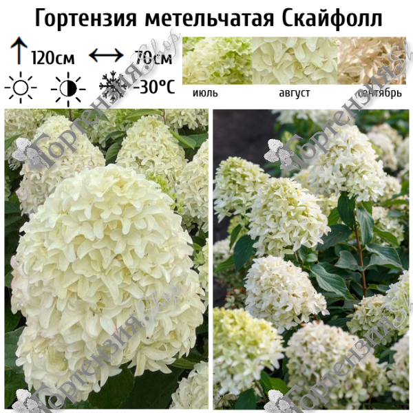 Гортензия метельчатая "Скайфолл"