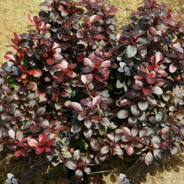 Барбарис Тунберга "Дартс Ред Леди"